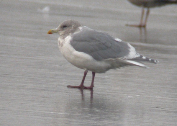 Glaucous-winged Gull