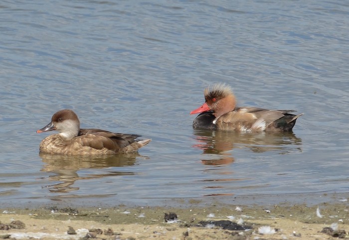 Red-crested Pochard