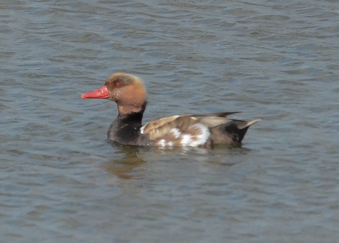 Red-crested Pochard