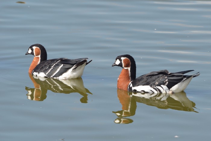 Red-breasted Goose
