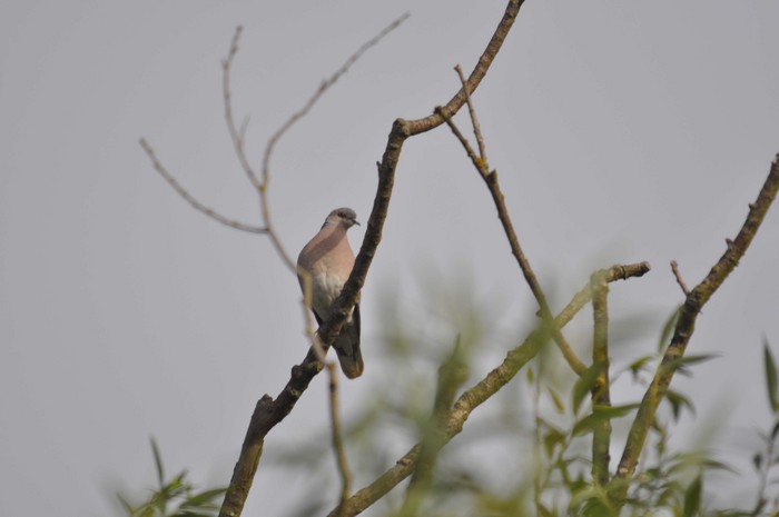 Turtle Dove