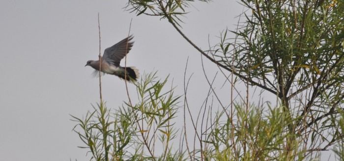 Turtle Dove