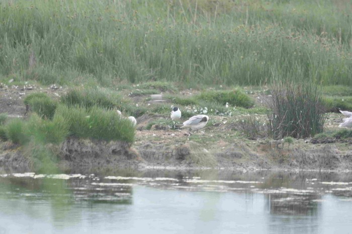 Bonaparte's Gull