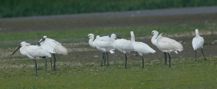 Spoonbill