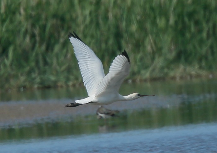 Spoonbill