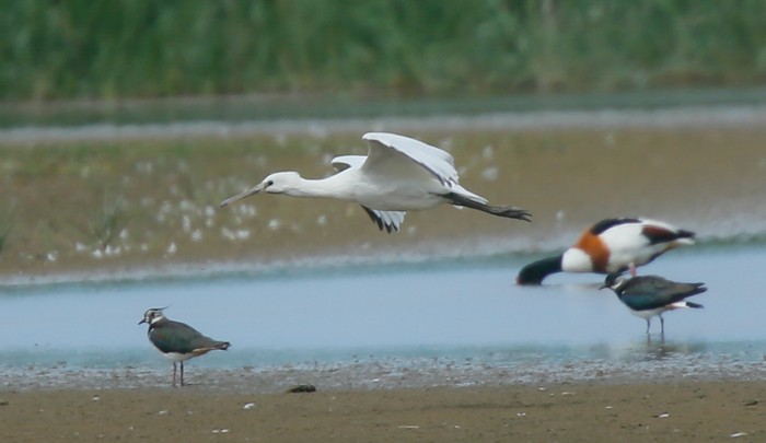 Spoonbill