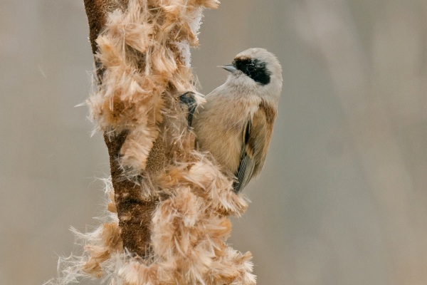 Penduline Tit