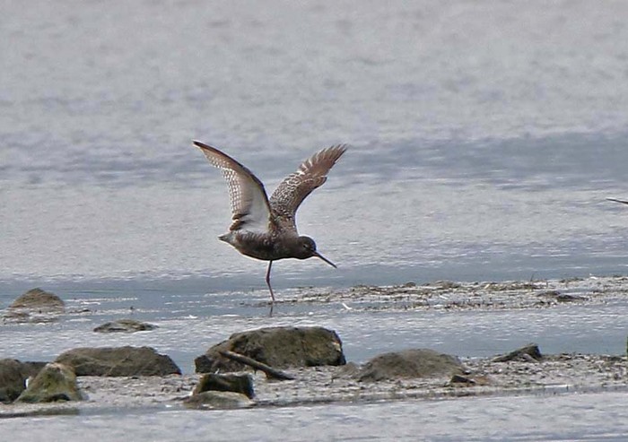 Spotted Redshank