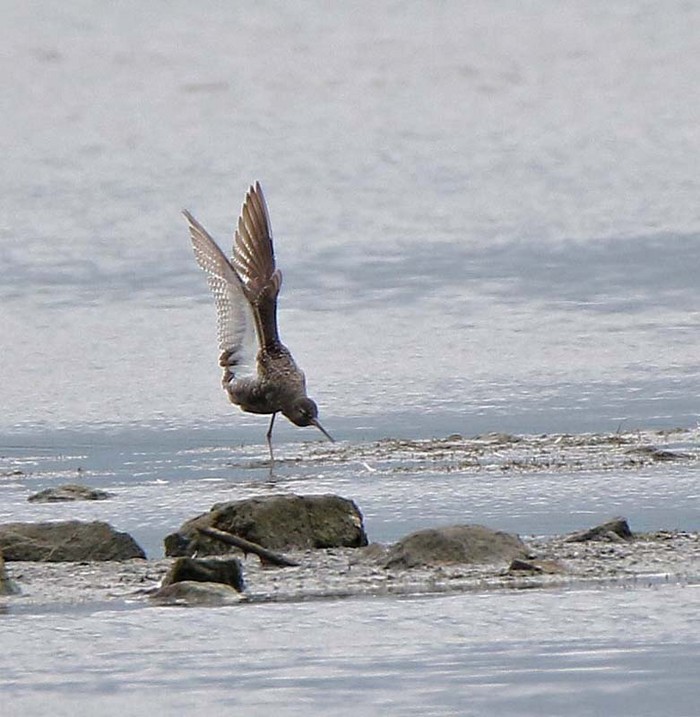 Spotted Redshank