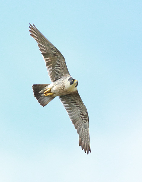 Peregrine