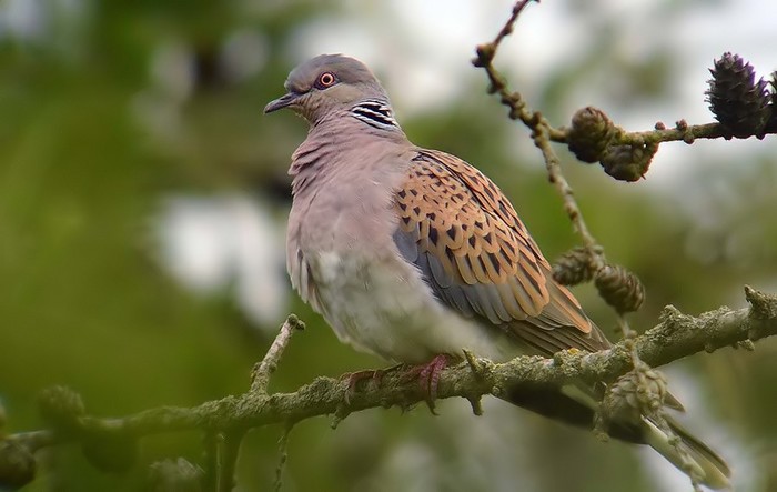 Turtle Dove