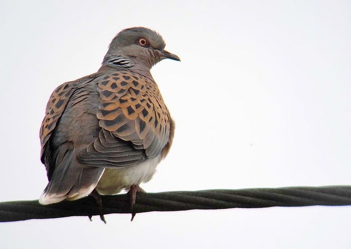 Turtle Dove