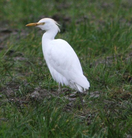 Cattle Egret