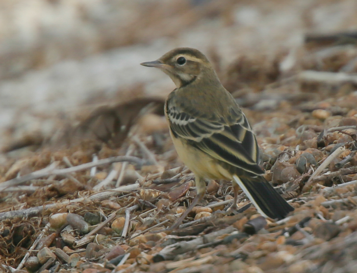 Yellow Wagtail