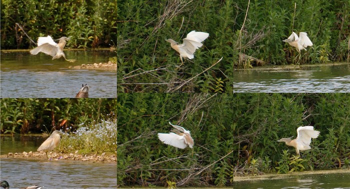 Squacco Heron
