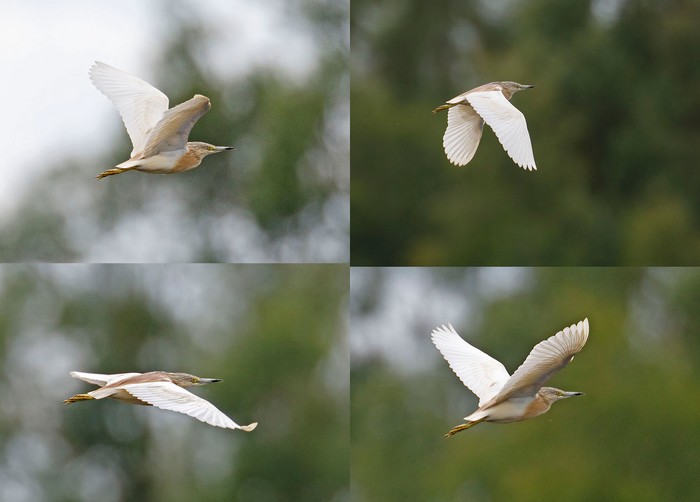 Squacco Heron