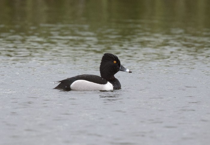 Ring-necked Duck