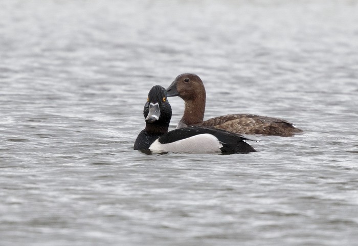 Ring-necked Duck