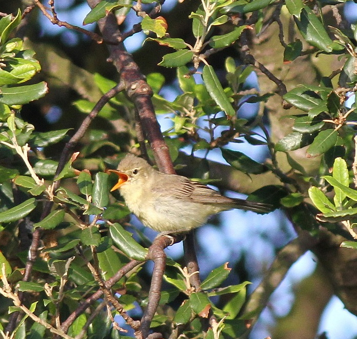 Icterine Warbler