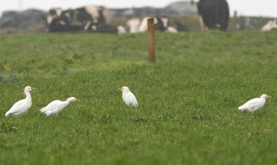 Cattle Egret