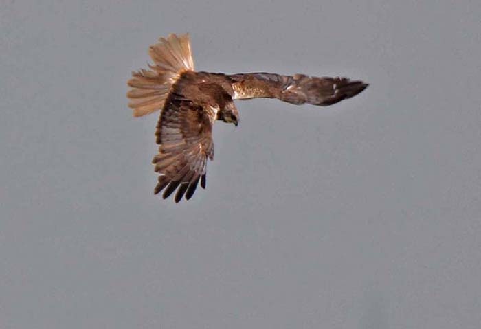 Marsh Harrier