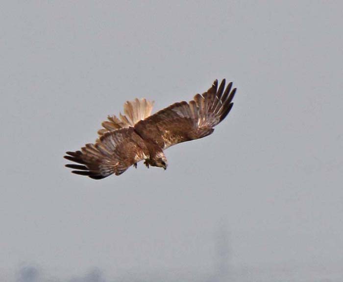 Marsh Harrier