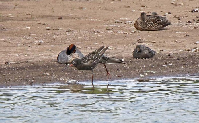 Spotted Redshank