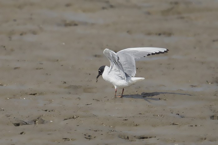Bonaparte's Gull