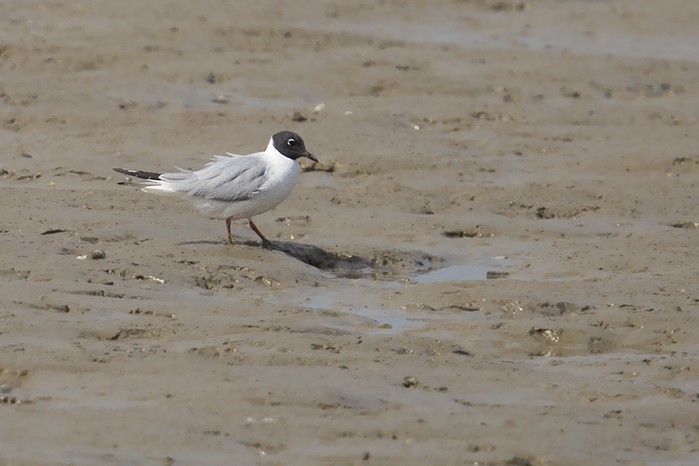 Bonaparte's Gull