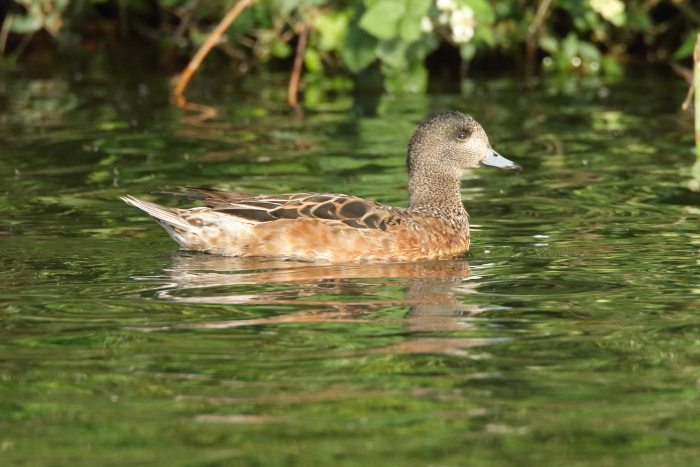 Wigeon