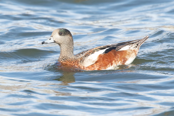 Wigeon