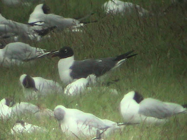 Laughing Gull