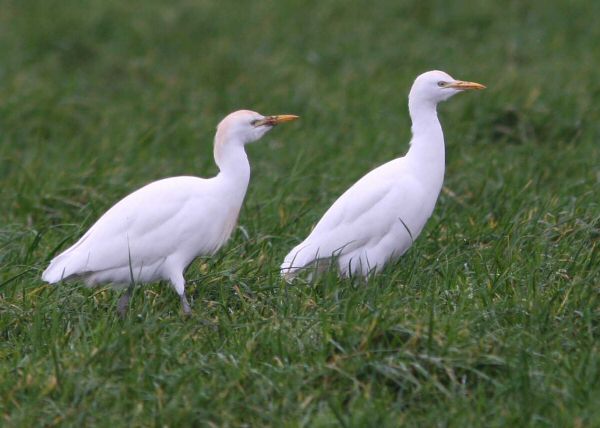 Cattle Egret