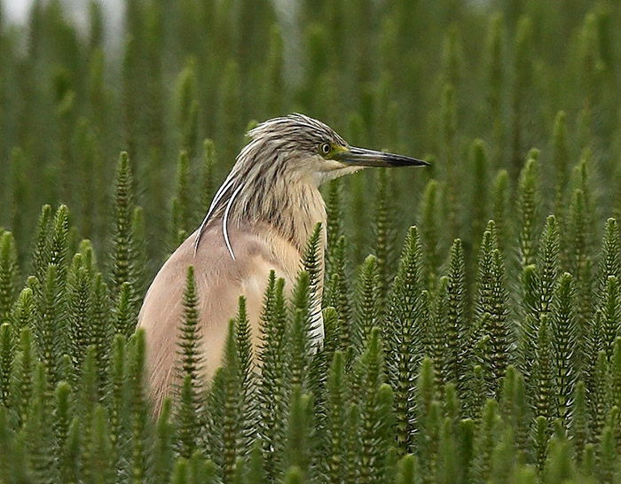 Squacco Heron