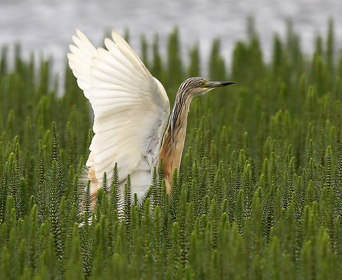 Squacco Heron