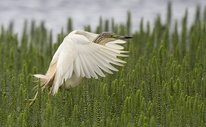 Squacco Heron