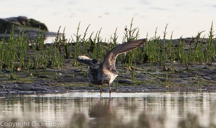 Pacific Golden Plover