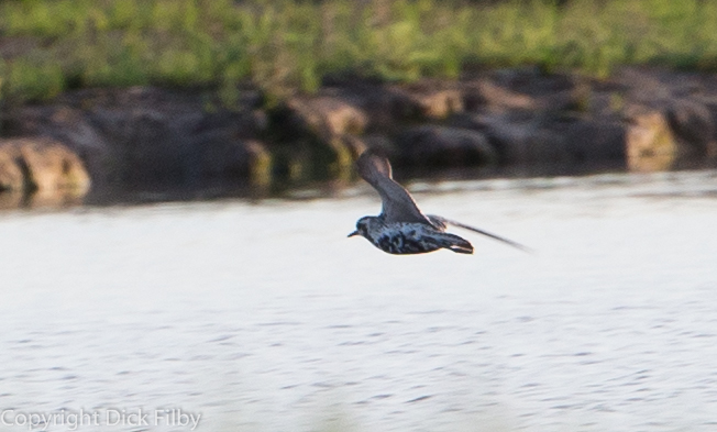 Pacific Golden Plover