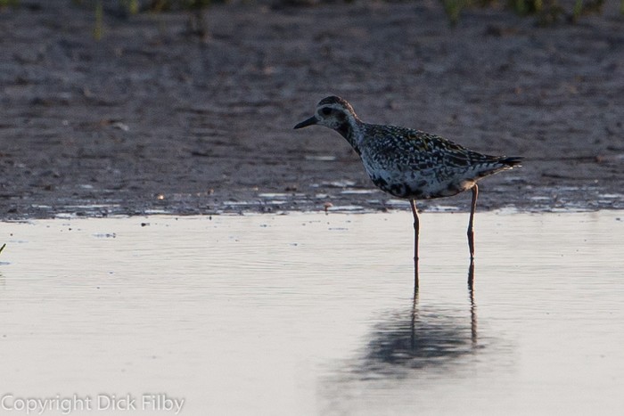 Pacific Golden Plover
