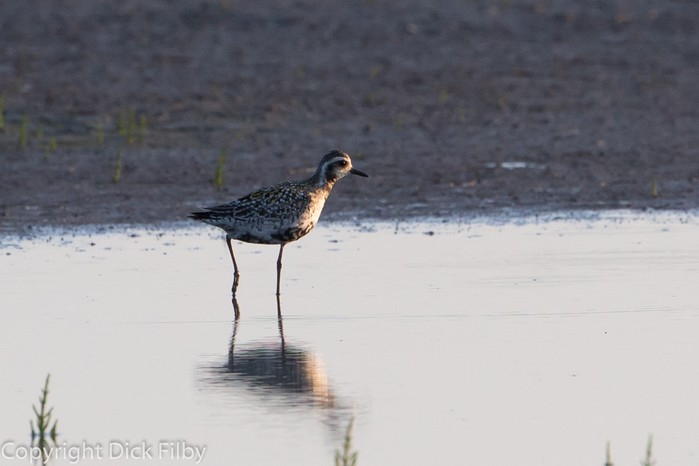 Pacific Golden Plover