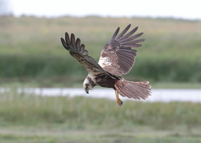 Marsh Harrier