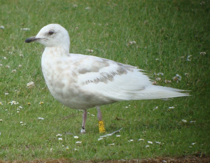 Iceland Gull