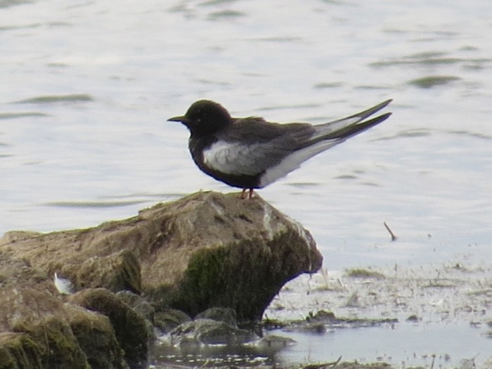 White-winged Black Tern