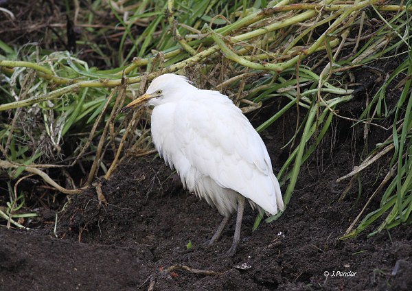 Cattle Egret