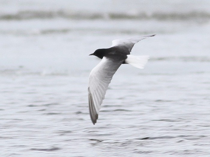 White-winged Black Tern