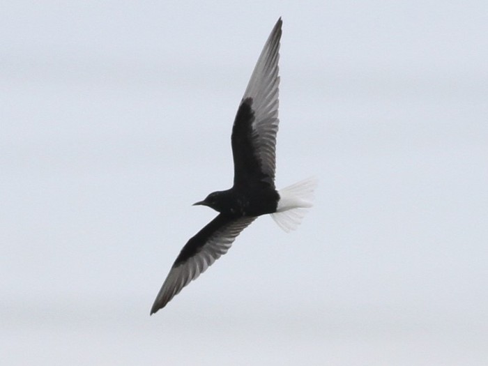 White-winged Black Tern