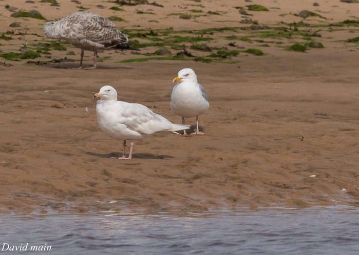 Glaucous Gull
