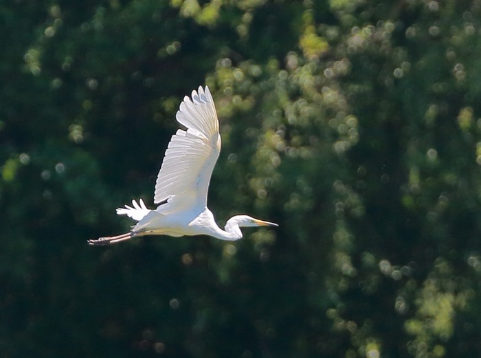 Great White Egret