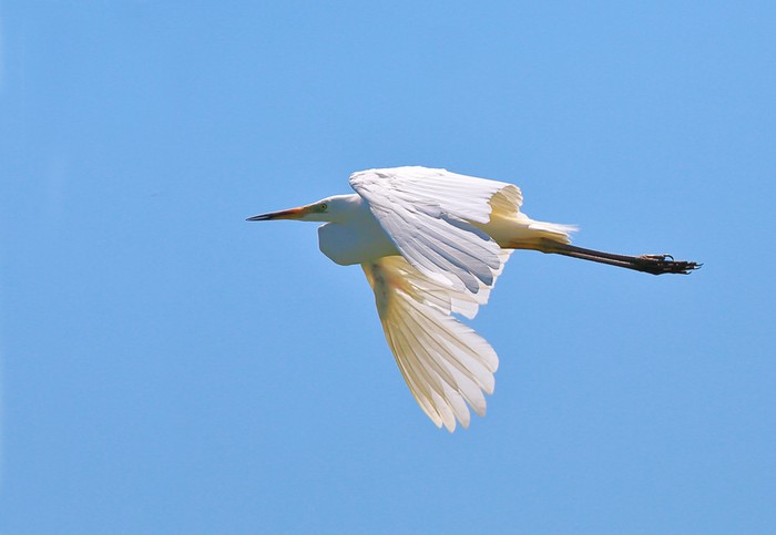 Great White Egret
