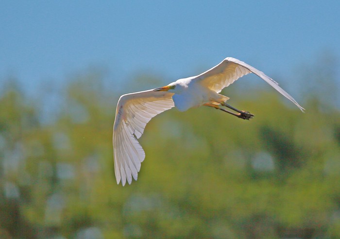 Great White Egret